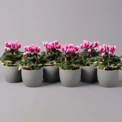 Alpenveilchen 'Picola Shine', Weiß-violett, Topf-Ø 10,5cm, Höhe Ca 23cm, 6er-Set