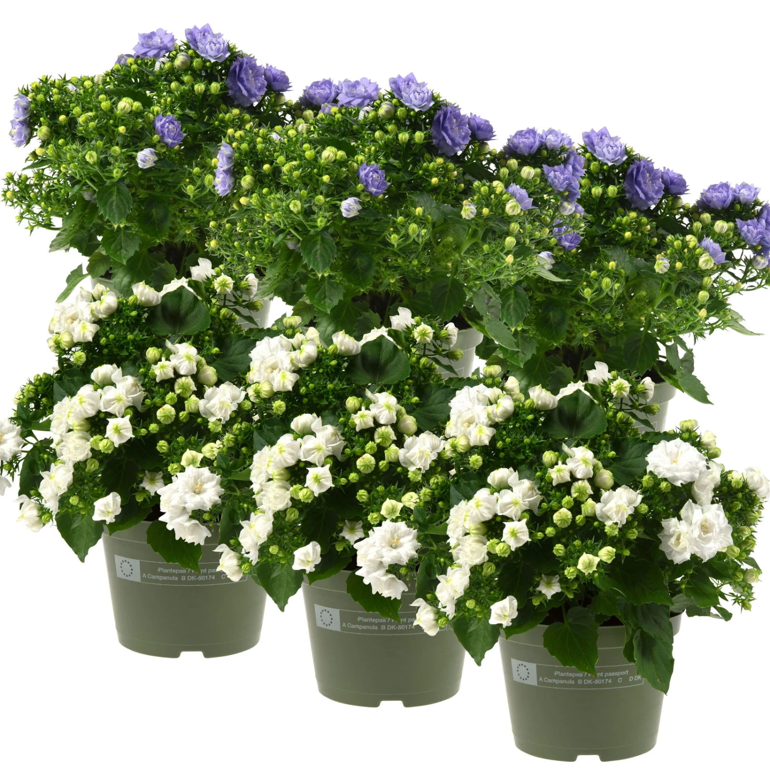 Glockenblume 'Like Mee'®, Blau Und Weiß, Topf-Ø 10,5 Cm, Höhe Ca. 15 Cm, 6er-Set 3 Glockenblume 'Like Mee'®, Blau Und Weiß, Topf-Ø 10,5 Cm, Höhe Ca. 15 Cm, 6er-Set