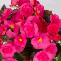 Elatior-Begonie, Topf-Ø 14 Cm, Verschiedene Farben, Höhe Ca. 20-27 Cm, 4er-Set -Garten Saat Verkäufe 0210900302 Begonia Elatior Farbe nach Verfuegbarkeit 11