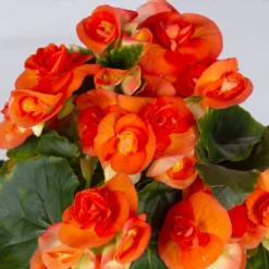 Elatior-Begonie, Topf-Ø 14 Cm, Verschiedene Farben, Höhe Ca. 20-27 Cm, 4er-Set -Garten Saat Verkäufe 0210900302 Begonia Elatior Farbe nach Verfuegbarkeit 6