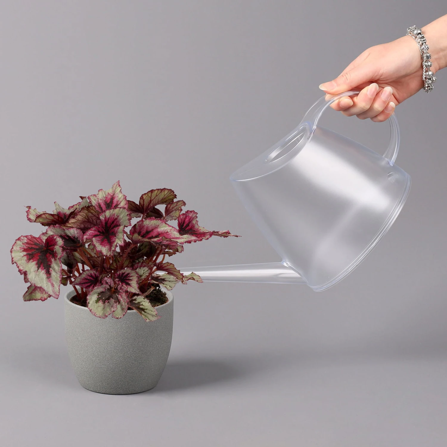 Blattbegonie 'Evening Glow', Topf-Ø 12 Cm, Höhe Ca. 25 Cm, 3er-Set 6 Blattbegonie 'Evening Glow', Topf-Ø 12 Cm, Höhe Ca. 25 Cm, 3er-Set – Bild 4