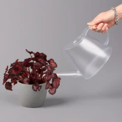 Blattbegonie 'Inca Night', Topf-Ø 12 Cm, Höhe Ca. 25 Cm, 3er-Set -Garten Saat Verkäufe 0210900312 Blattbegonie Inca Night 3er Set 4