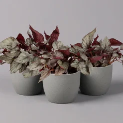 Blattbegonie 'Maori Haze', Topf-Ø 12 Cm, Höhe Ca. 25 Cm, 3er-Set