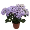 Hortensie 'Double Dutch', Blau, Topf-Ø 14 Cm, Höhe Ca. 40 Cm 1 Hortensie 'Double Dutch', Blau, Topf-Ø 14 Cm, Höhe Ca. 40 Cm -Garten Saat Verkäufe 0211200156 Hydrangea Double Dutch blau