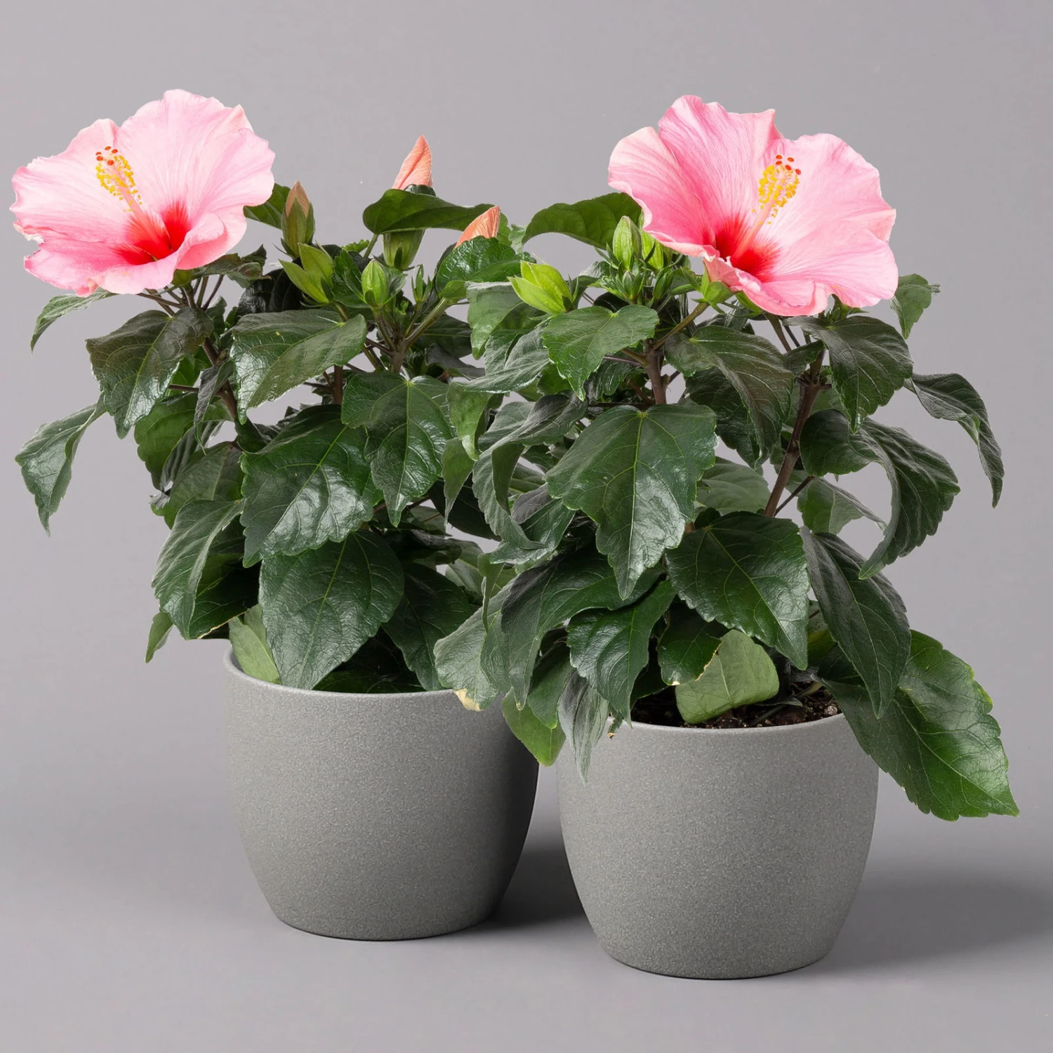 Hibiskus, Rosa, Topf-Ø 13 Cm, Höhe Ca. 35 Cm, 2er-Set 3 Hibiskus, Rosa, Topf-Ø 13 Cm, Höhe Ca. 35 Cm, 2er-Set