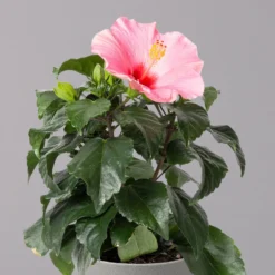 Hibiskus, Rosa, Topf-Ø 13 Cm, Höhe Ca. 35 Cm, 2er-Set 13 Hibiskus, Rosa, Topf-Ø 13 Cm, Höhe Ca. 35 Cm, 2er-Set -Garten Saat Verkäufe 0213100217 Hibiscus rosa 2er Set 3