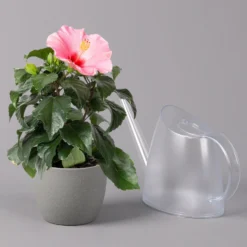 Hibiskus, Rosa, Topf-Ø 13 Cm, Höhe Ca. 35 Cm, 2er-Set 14 Hibiskus, Rosa, Topf-Ø 13 Cm, Höhe Ca. 35 Cm, 2er-Set -Garten Saat Verkäufe 0213100217 Hibiscus rosa 2er Set 4