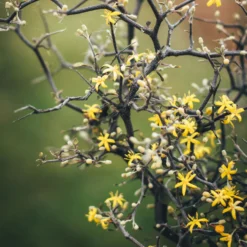 Zickzackstrauch, Topf-Ø 19 Cm, Höhe Ca. 70 Cm -Garten Saat Verkäufe 0220108510 0220108511 0220108515 0220108516 0220108517 0220108518 0220108519 0220108520 Corokia 1 116837