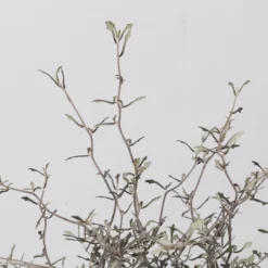 Zickzackstrauch, Topf-Ø 19 Cm, Höhe Ca. 70 Cm -Garten Saat Verkäufe 0220108517 Corokia cotoneaster 3 117168