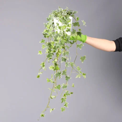 Weißbunter Efeu, Topf-Ø 12/13 Cm, 3er-Set 1 Weißbunter Efeu, Topf-Ø 12/13 Cm, 3er-Set -Garten Saat Verkäufe 0220650237 Hedera weissbunt in Topf Dallas weiss 7 99428