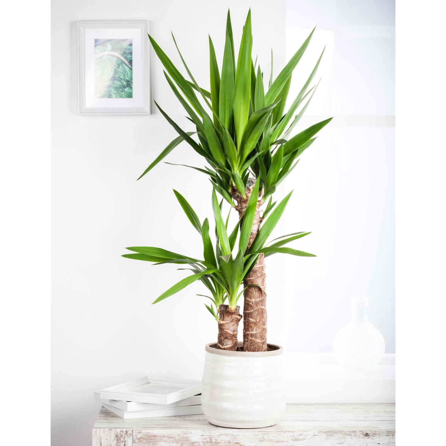 Palmlilie, Topf-Ø 17 Cm, Höhe Ca. 60-80 Cm 3 Palmlilie, Topf-Ø 17 Cm, Höhe Ca. 60-80 Cm