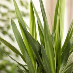 Palmlilie, Topf-Ø 27 Cm, Höhe Ca. 160 Cm -Garten Saat Verkäufe 0220850134 Yucca auf Stamm verzweigt1 1