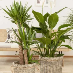 Palmlilie, Topf-Ø 21 Cm, Höhe Ca. 100 Cm -Garten Saat Verkäufe 0220850207 Yucca eleph Yucca 3er Tuff