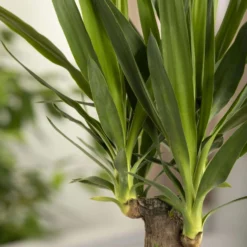 Palmlilie, Topf-Ø 17 Cm, Höhe Ca. 60-80 Cm 11 Palmlilie, Topf-Ø 17 Cm, Höhe Ca. 60-80 Cm -Garten Saat Verkäufe 0220850207 Yucca eleph Yucca 3er Tuff1