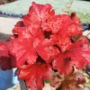 Purpurglöckchen 'Fire Alarm', Topf-Ø 12 Cm, 3er-Set -Garten Saat Verkäufe 0310150064 KB Heuchera FireAlarm 12cmTopf Neu 03 39222