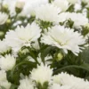 Aster Novi-belgii, Weiss Gefüllt, Topf-Ø 12 Cm, 6er-Set