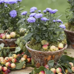 Aster Novi-belgii, Blau Gefüllt, Topf-Ø 12 Cm, 3er-Set