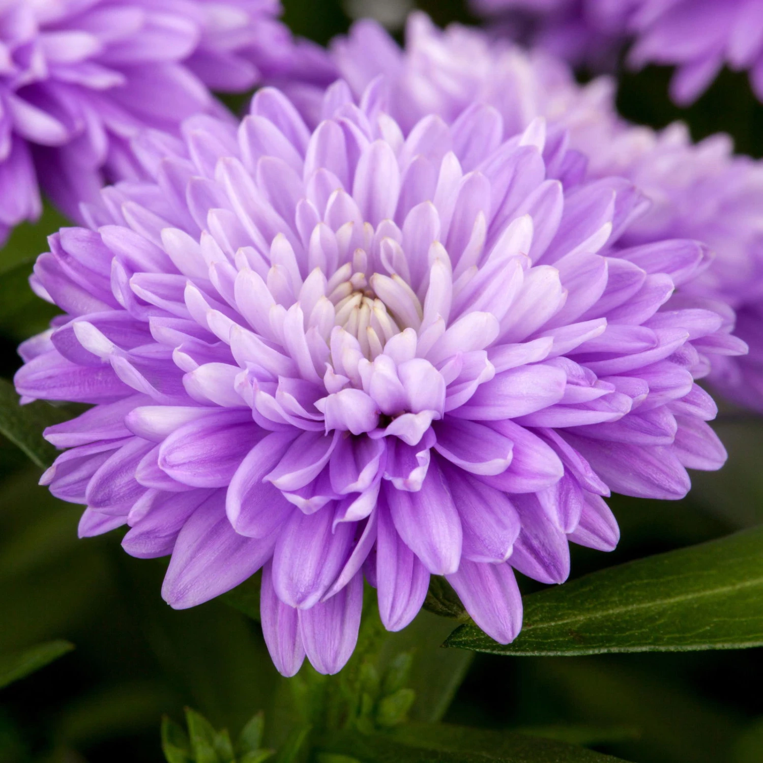 Aster Novi-belgii, Blau Gefüllt, Topf-Ø 12 Cm, 3er-Set 4 Aster Novi-belgii, Blau Gefüllt, Topf-Ø 12 Cm, 3er-Set – Bild 2