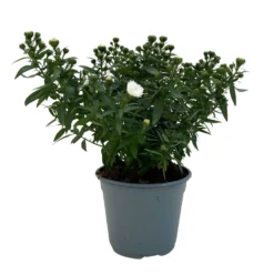 Aster Novi-belgii, Weiss Gefüllt, Topf-Ø 12 Cm, 6er-Set 11 Aster Novi-belgii, Weiss Gefüllt, Topf-Ø 12 Cm, 6er-Set -Garten Saat Verkäufe 0319200001 Aster novi belgii T12 weiss gefuellt 3er Set WS 3 95806