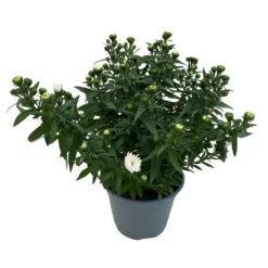 Aster Novi-belgii, Weiss Gefüllt, Topf-Ø 12 Cm, 6er-Set 12 Aster Novi-belgii, Weiss Gefüllt, Topf-Ø 12 Cm, 6er-Set -Garten Saat Verkäufe 0319200001 Aster novi belgii T12 weiss gefuellt 3er Set WS 4 95807
