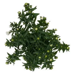 Aster Novi-belgii, Weiss Gefüllt, Topf-Ø 12 Cm, 6er-Set 13 Aster Novi-belgii, Weiss Gefüllt, Topf-Ø 12 Cm, 6er-Set -Garten Saat Verkäufe 0319200001 Aster novi belgii T12 weiss gefuellt 3er Set WS 5 95808