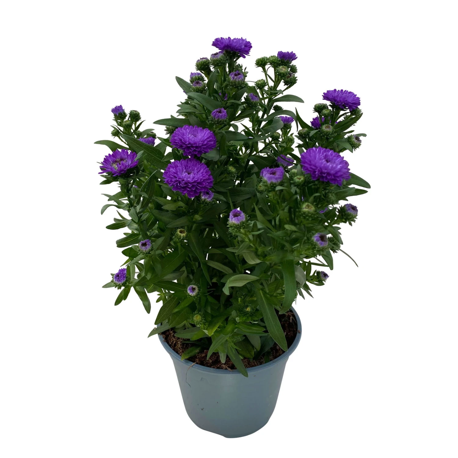 Aster Novi-belgii, Blau Gefüllt, Topf-Ø 12 Cm, 3er-Set 6 Aster Novi-belgii, Blau Gefüllt, Topf-Ø 12 Cm, 3er-Set – Bild 4