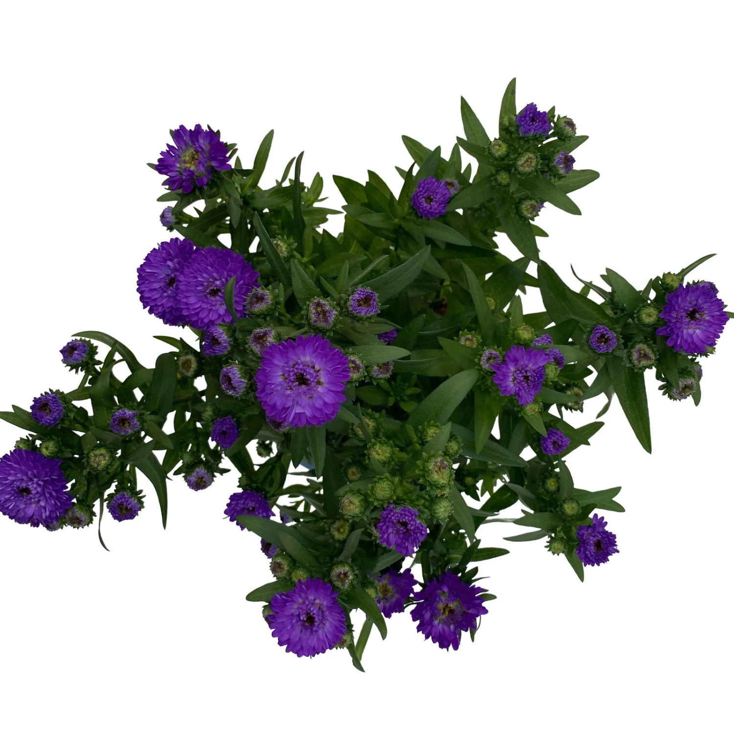 Aster Novi-belgii, Blau Gefüllt, Topf-Ø 12 Cm, 3er-Set 7 Aster Novi-belgii, Blau Gefüllt, Topf-Ø 12 Cm, 3er-Set – Bild 5