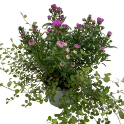 Aster & Mühlenbeckia, 3er-Set, Rosa Gefüllt, Topf 12/13 Cm Ø