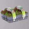 Hauswurz, Im Mix, Topf 7x7 Cm, 2x 6er-Set -Garten Saat Verkäufe 0319200075 Koelle Sempervivum 2x 6er Set 111628