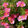Pinker Fingerstrauch 'Lovely Pink®', Potentilla Fruticosa, Pink, Topf 5 Liter
