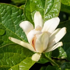Gewürzstrauch-Set Rot-Weiß, 2er-Set, Höhe 60-80 Cm, Topf 7,5 Liter -Garten Saat Verkäufe 0410112620 Calycanthus Venus Detail Bluete 2 z 119693
