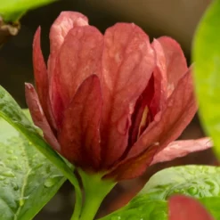 Gewürzstrauch-Set Rot-Weiß, 2er-Set, Höhe 60-80 Cm, Topf 7,5 Liter -Garten Saat Verkäufe 0410112620 Calycanthus raulst Hartlage Wine Detail Bluete 3 z 119695