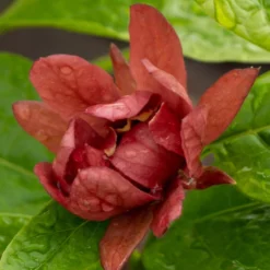Gewürzstrauch-Set Rot-Weiß, 2er-Set, Höhe 60-80 Cm, Topf 7,5 Liter -Garten Saat Verkäufe 0410112620 Calycanthus raulst Hartlage Wine Detail Bluete z 119694