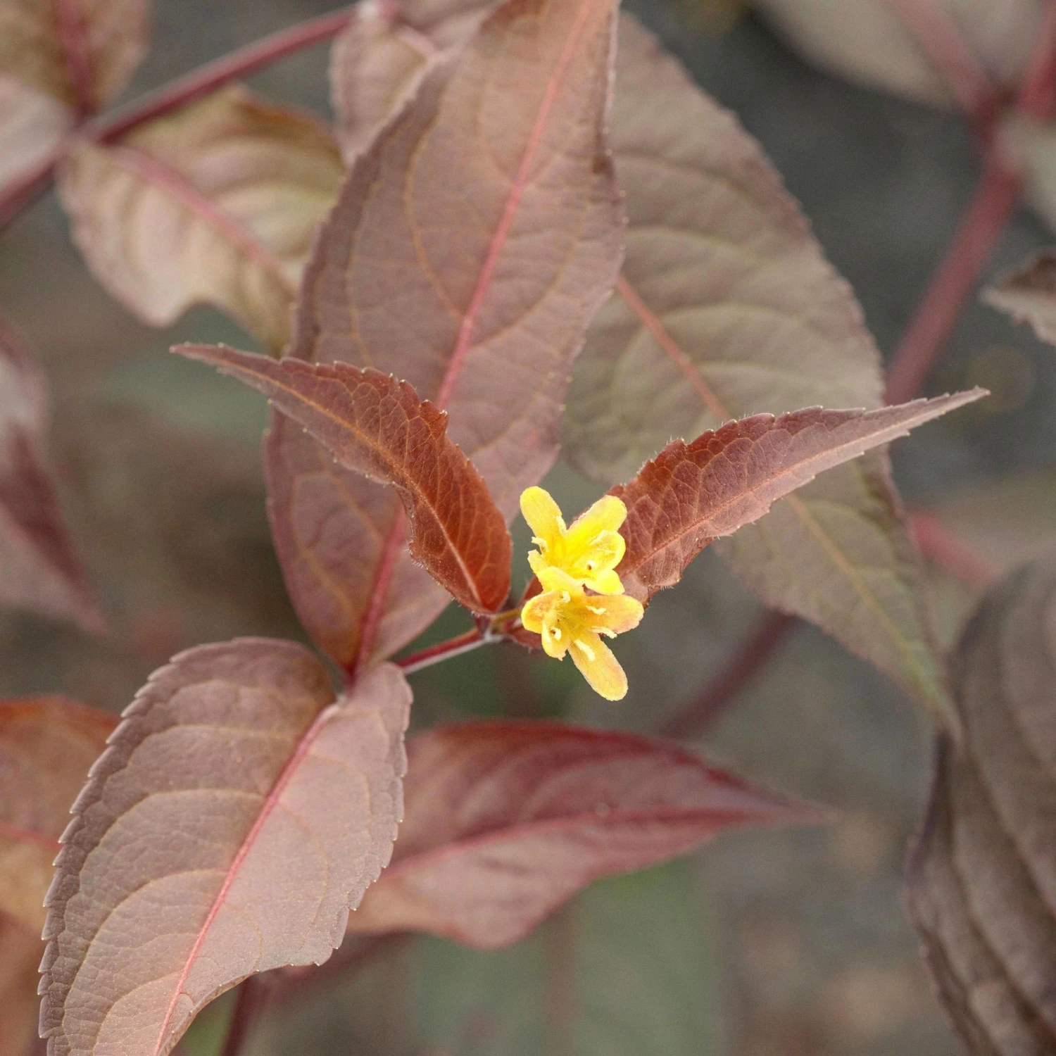 Rotlaubige Amerikanische Weigelie 'Diva'(s), Rot, 4er-Set, Topf 5 Liter 5 Rotlaubige Amerikanische Weigelie 'Diva'(s), Rot, 4er-Set, Topf 5 Liter – Bild 3