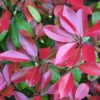 Glanzmispel 'Dicker Toni'®, 16er-Set, Höhe 100-120 Cm, Topf 18 Liter -Garten Saat Verkäufe 0410350093 Koelle Photinia Robusta Compacta 88576