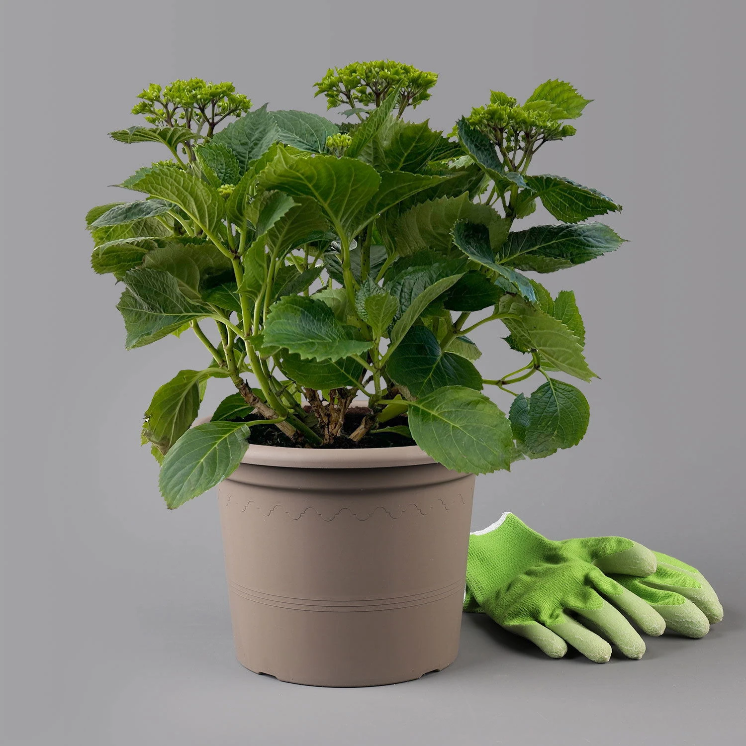 Öfterblühende Gartenhortensie Forever&Ever® Rot, 5 Liter Topf 3 Öfterblühende Gartenhortensie Forever&Ever® Rot, 5 Liter Topf