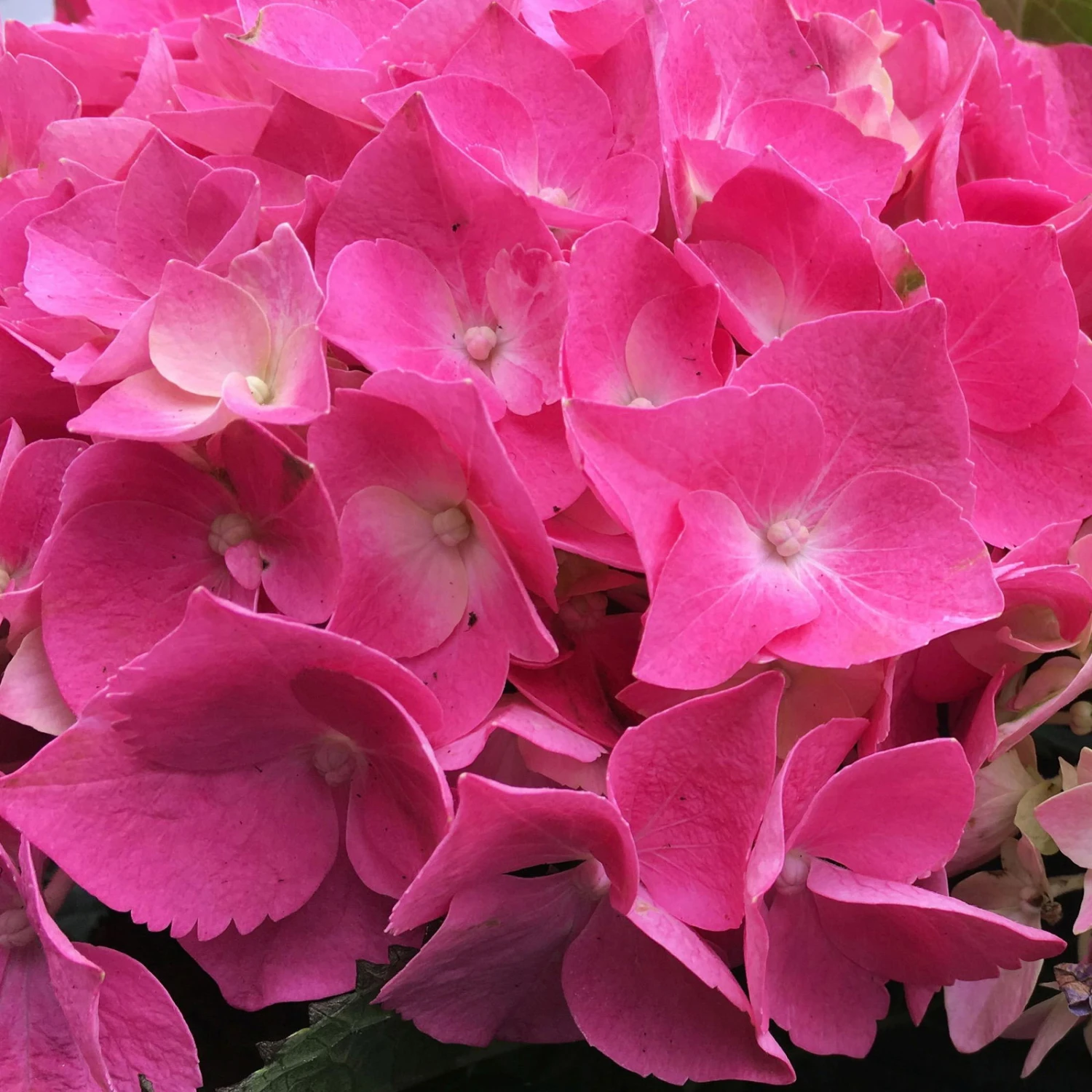 Öfterblühende Gartenhortensie Forever&Ever® Rot, 5 Liter Topf 4 Öfterblühende Gartenhortensie Forever&Ever® Rot, 5 Liter Topf – Bild 2