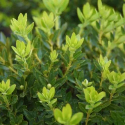 Rhododendron 'Bloombux'® Pink, 6er-Set, Höhe 20-25 Cm, Topf 2 Liter 15 Rhododendron 'Bloombux'® Pink, 6er-Set, Höhe 20-25 Cm, Topf 2 Liter -Garten Saat Verkäufe 0420500424 Bloombux Pink 6er Set 2 98926