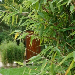 10er-Set Bambus-Hecken-Set Fargesia Spathacea "Red Zebra"®, Zebrabambus, Höhe 80-100 Cm, Im 10 Liter Topf