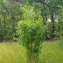 Elfenbein-Bambus 'Ivory Ibis'® (Japo 55' EU-S), 25er-Set, Höhe 80-100 Cm 11 Elfenbein-Bambus 'Ivory Ibis'® (Japo 55' EU-S), 25er-Set, Höhe 80-100 Cm -Garten Saat Verkäufe 0425100383 0425100384 Fargesia Ivory Ibis 080100 WEB 2 94511