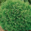 Thuja Occidentalis 'Danica', Kugel-Lebensbaum, 10er-Set, Höhe 20-30 Cm, Topf 2 L 1 Thuja Occidentalis 'Danica', Kugel-Lebensbaum, 10er-Set, Höhe 20-30 Cm, Topf 2 L -Garten Saat Verkäufe 0430350354 Thuja occ Danica 10er Set 83781
