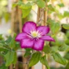 Clematis 'Ville De Lyon', Purpurrot, 2er-Set, Topf 2 Liter 2 Clematis 'Ville De Lyon', Purpurrot, 2er-Set, Topf 2 Liter -Garten Saat Verkäufe 0440201145 Clematis Ville de Lyon 2er Set Co2 karminrot 2 1 116108