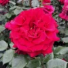 Duftende Edelrose 'Bellevue'®, Purpurrot, Topf 6 Liter -Garten Saat Verkäufe 0460100686 KB Bellevue Premium Edelrose Co6lt purpurrot 40364