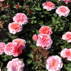 Stammrose 'Käthchen Von Heilbronn'®, Edelrose, Stammhöhe 60cm Im 7,5 Liter Topf -Garten Saat Verkäufe 0460100700 KB Kaethchen von Heilbronn Edelrose Co 6lt2 65418