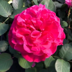 Stammrose 'Kölle's Rosensymphonie'®, Edelrose, Stammhöhe 60 Cm Im 7,5 Liter Topf 14 Stammrose 'Kölle's Rosensymphonie'®, Edelrose, Stammhöhe 60 Cm Im 7,5 Liter Topf -Garten Saat Verkäufe 0460100701 KB Koelles Rosensymphonie Edelrose Cont 6l 02 51150