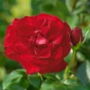 Edelrose 'Marlene®', Rot, Topf 6 Liter -Garten Saat Verkäufe 0460100759 Marlene Premium Edelrose Co6lt 1 118839