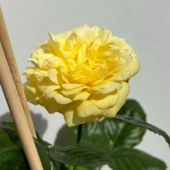 Duftende Beetrose 'Yellow Meilove®', Hellgelb, Topf 6 Liter -Garten Saat Verkäufe 0460200845 beetrose yellow meilove premium 5 123892