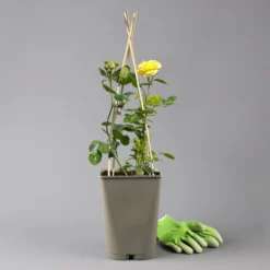 Duftende Beetrose 'Yellow Meilove®', Hellgelb, Topf 6 Liter