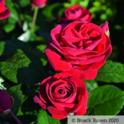 Beetrose 'Kompass'®, Rot, Topf 6 Liter -Garten Saat Verkäufe 0460200855 Kompass Premium Beetrose rot Bluetenzauber1 76518