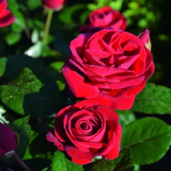 Beetrose 'Kompass'®, Rot, Topf 6 Liter -Garten Saat Verkäufe 0460200855 Kompass Premium Beetrose rot Bluetenzauber 75088